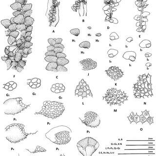 Cololejeunea-mehrana-GAsthana-ASrivastava-sp-nov-A-B-Moss-leaf-showing-growth_Q320.jpg