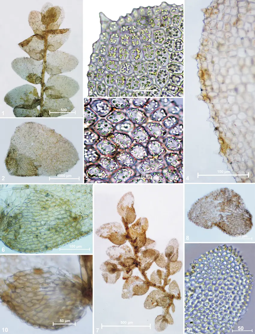 Cololejeunea-pluridentata-PCWu-JSLou-1-A-portion-of-plant-in-ventral-view-2-A.png