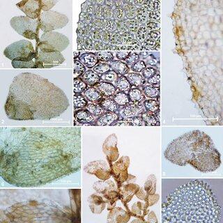 Cololejeunea-pluridentata-PCWu-JSLou-1-A-portion-of-plant-in-ventral-view-2-A_Q320.jpg