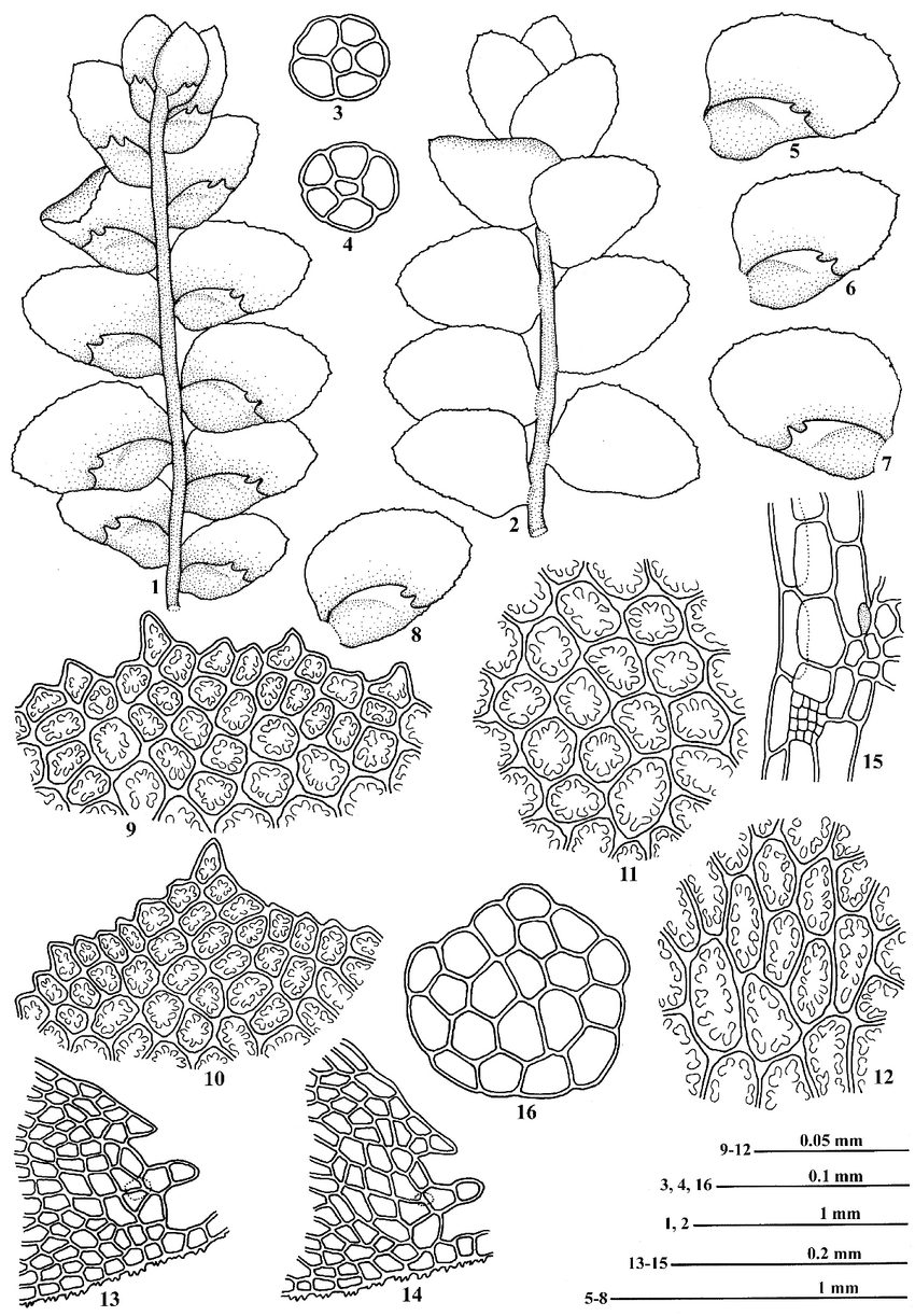 Cololejeunea-pluridentata-PCWu-JSLou-1-A-portion-of-plant-in-ventral-view.png