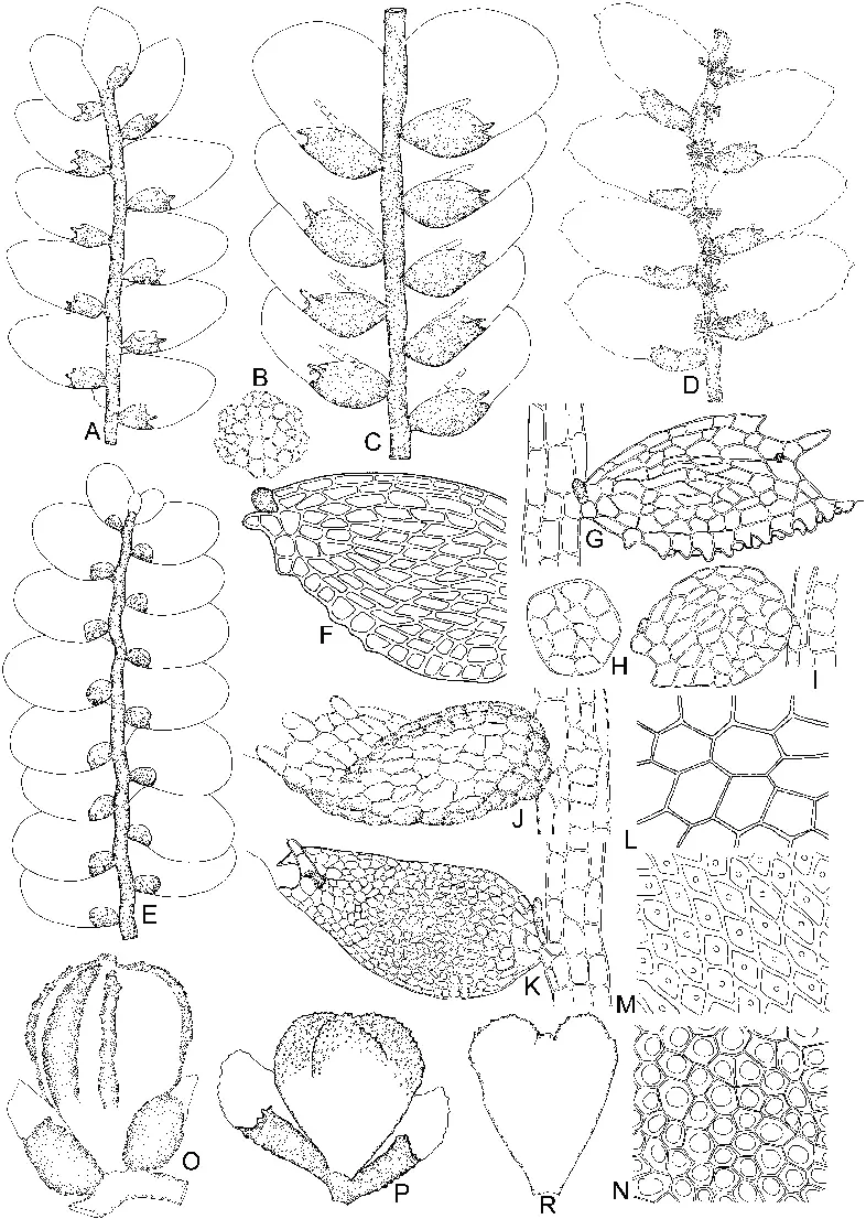 Cololejeunea-schmidtii-Steph-A-Part-of-plant-ventral-view-H-Gemma-N-Median-leaf.png