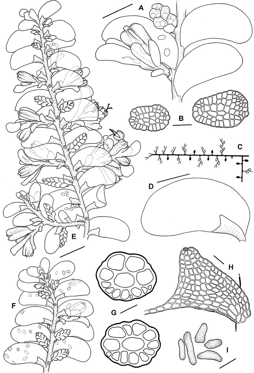 Cololejeunea-stotleriana-A-Portion-of-shoot-dorsal-view-B-Gemmae-C-Cladographs-of.png