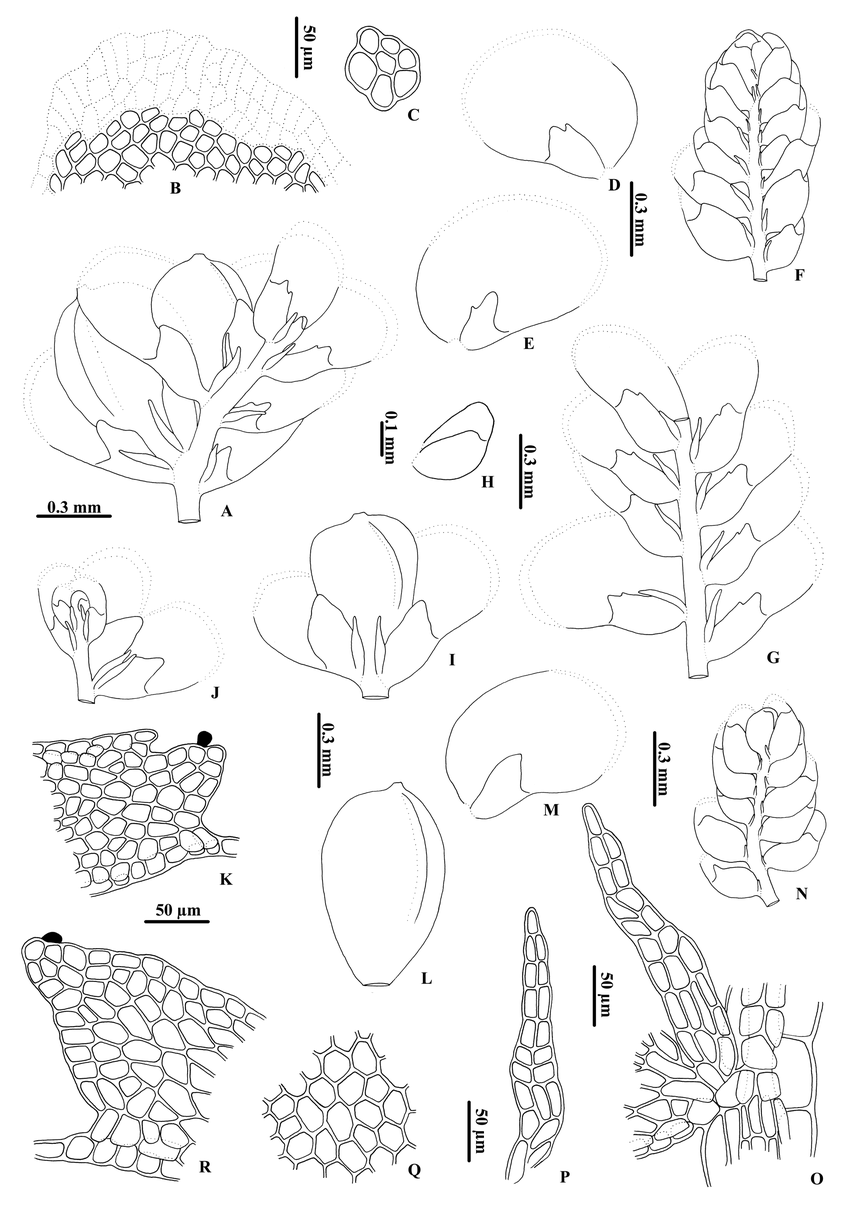 Cololejeunea-sublatistyla-A-Portion-of-shoot-with-a-gynoecium-ventral-view-B-Apical.png