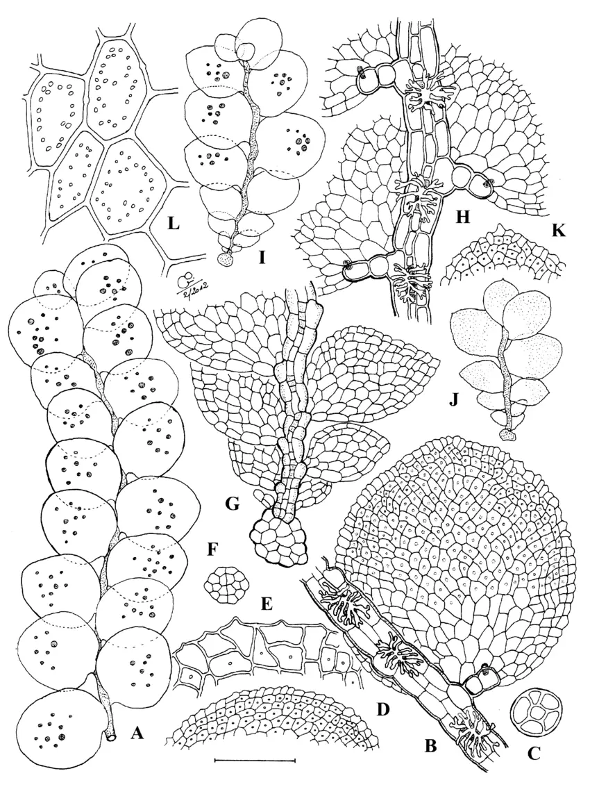 Cololejeunea-tamasii-Schaefer-Verwimp-A-Plant-in-dorsal-view-with-gemmae-B-Part-of.png