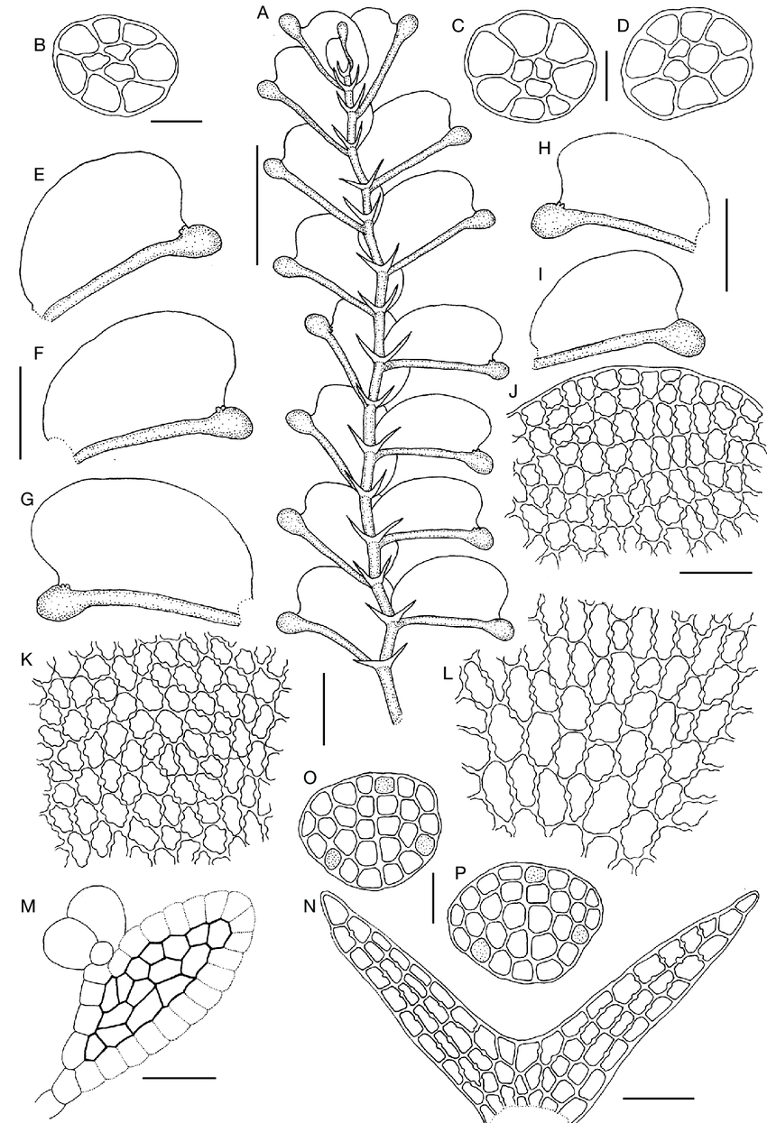 Colura-acroloba-Prantl-Jovet-Ast-A-portion-of-plant-in-ventral-view-B-D-cross.png