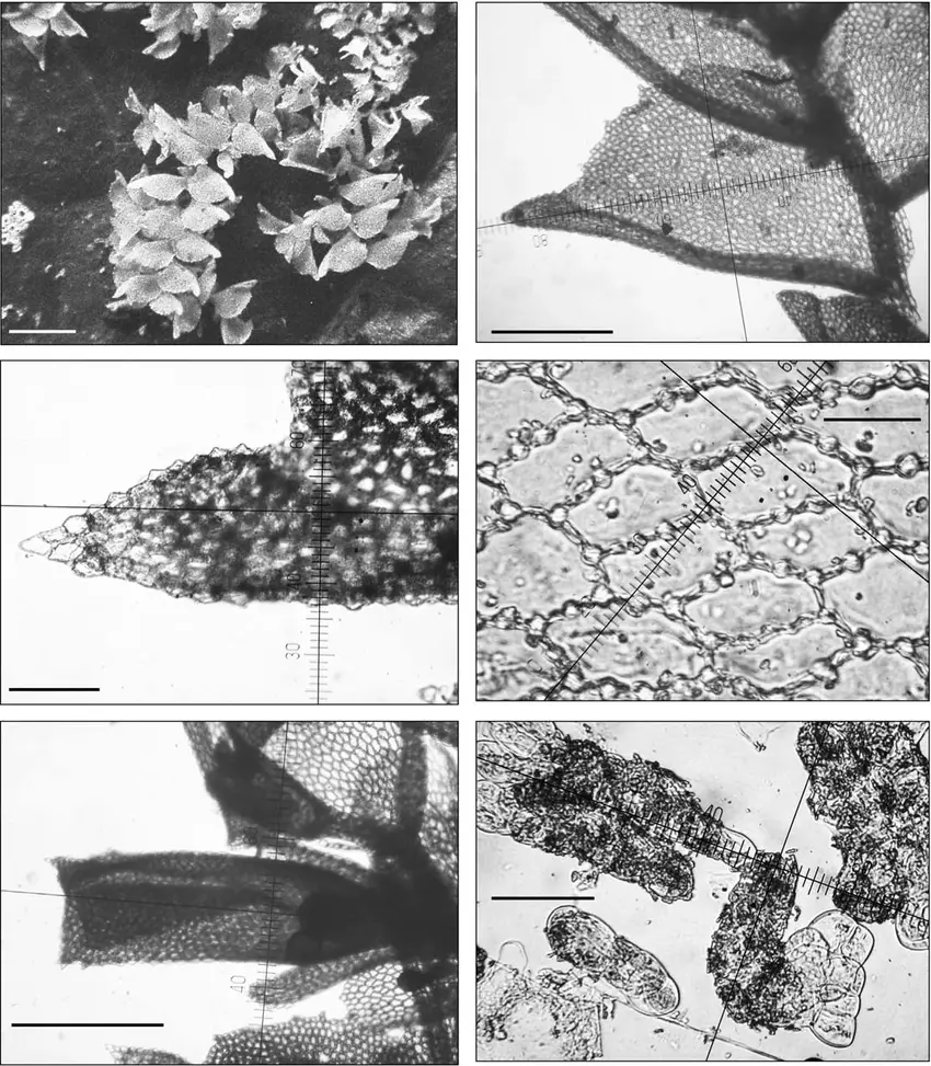 Colura-conica-Sande-Lac-K-I-Goebel-a-habit-dorsal-view-scale-bar-2-mm-b.png