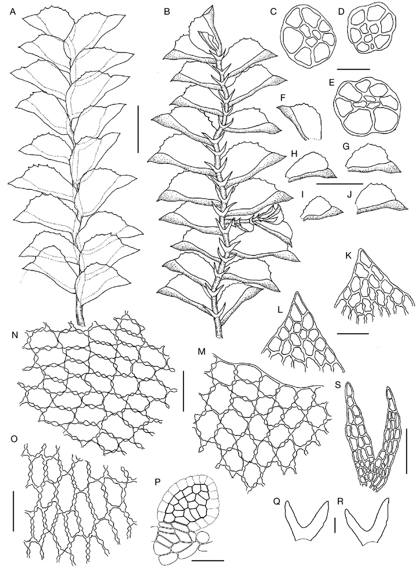 Colura-conica-Sande-Lac-KIGoebel-A-portion-of-plant-in-dorsal-view-B-the-same.png