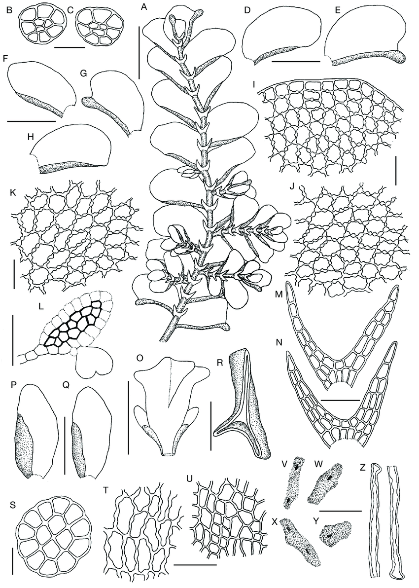 Colura-corynophora-Nees-Lindenb-Gottsche-Trevis-A-portion-of-plant-in-ventral.png