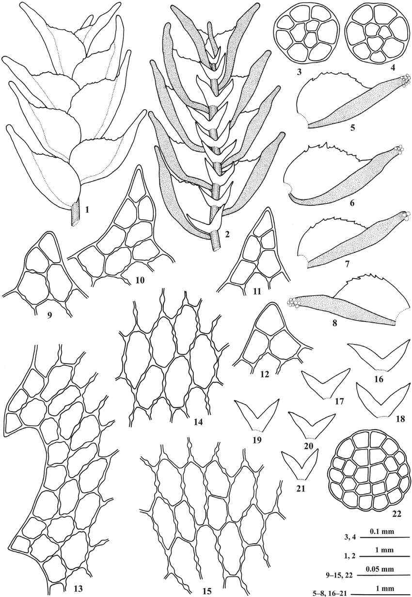 Colura-pluridentata-Ast-1-A-portion-of-plant-in-dorsal-view-2-The-same-in-ventral.png