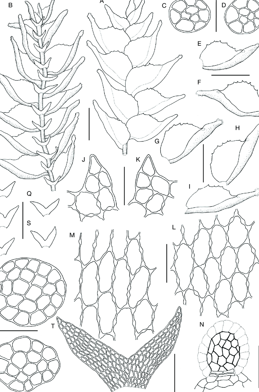 Colura-pluridentata-Jovet-Ast-A-portion-of-plant-in-dorsal-view-B-the-same-in.png