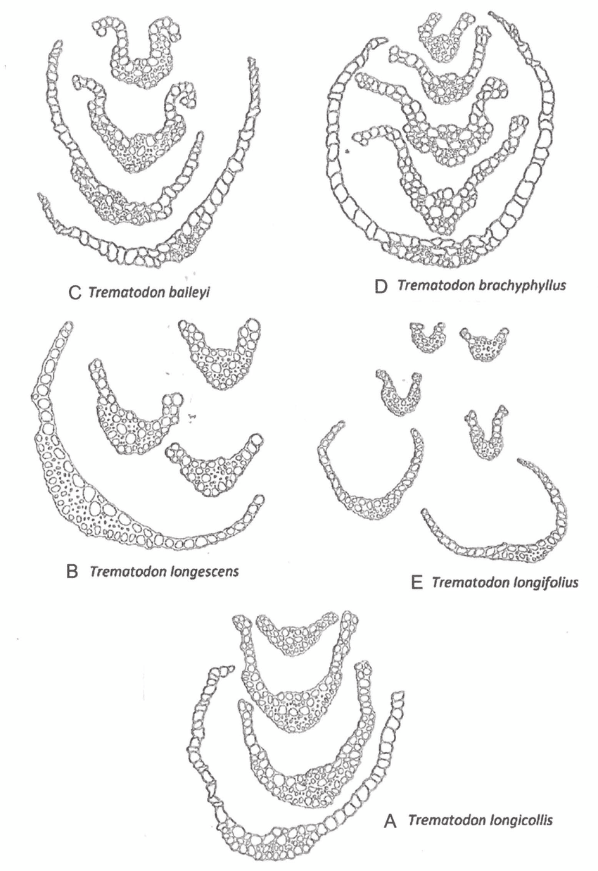 Comparison-of-transverse-sections-of-leaves-in-Trematodon-longicollis-and-its-synonyms-as.png