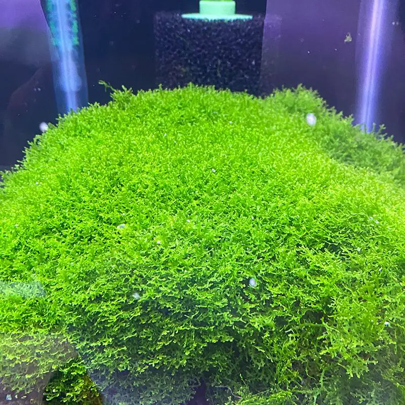 Coral-Moss-2.jpg