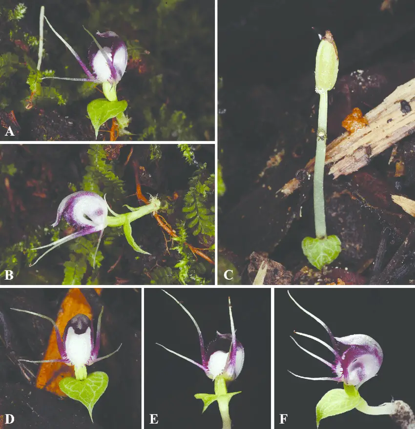 Corybas-geminigibbus-JJ-Sm-A-B-plants-in-natural-habitat-on-humus-associated-with.png