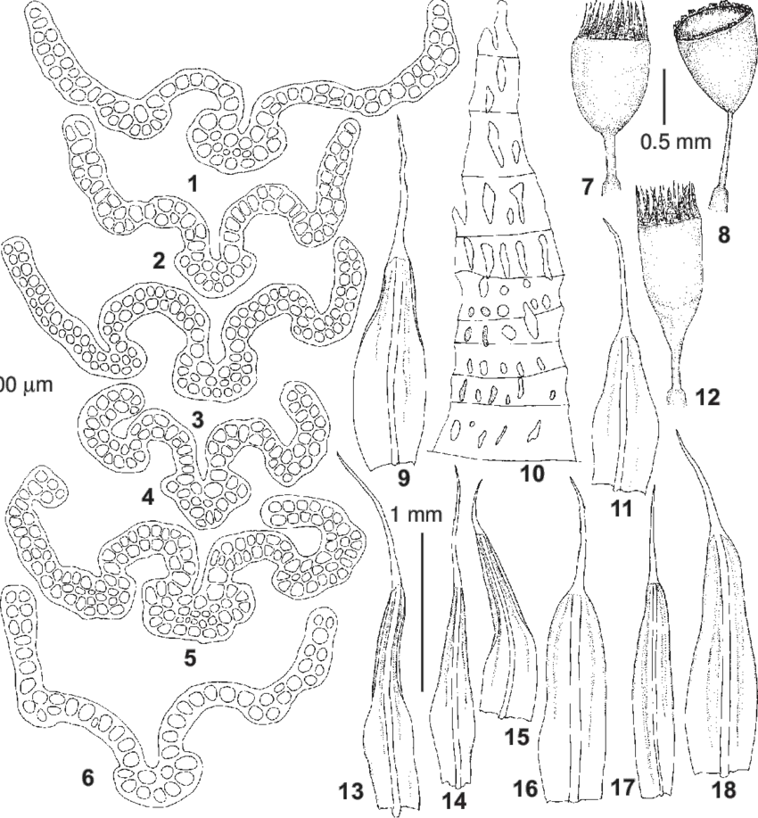 Coscinodon-cribrosus-Hedw-Spruce-1-7-9-10-from-Austria-Koeckinger-14257-KL-2.png