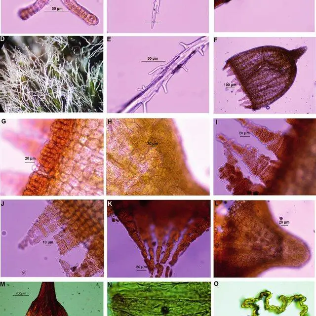 Coscinodon-horridus-JMunoz-HHespanhol-Hugonnot-RDPorley-Ignatov-A-Transverse_Q640.jpg