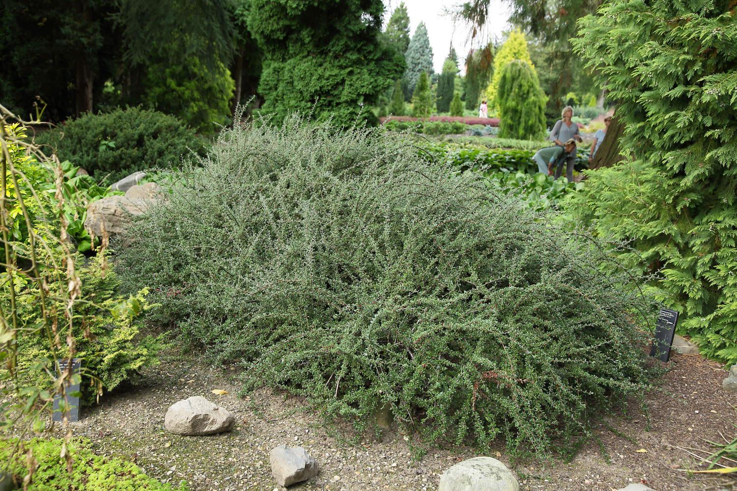 Cotoneaster-suecicus-Skogsholm-a-HA8A6824.jpg