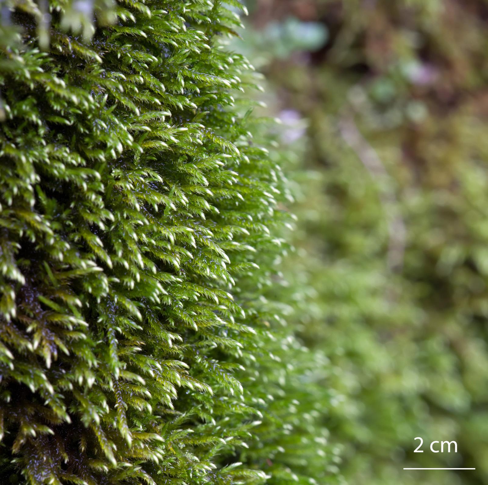 Cratoneuron-filicinum-moss.jpg