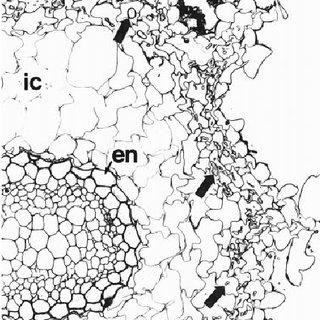 Cross-section-of-a-shoot-of-Afrothismia-winkleri-The-longitudinal-ridges-are-seen-as_Q320.jpg