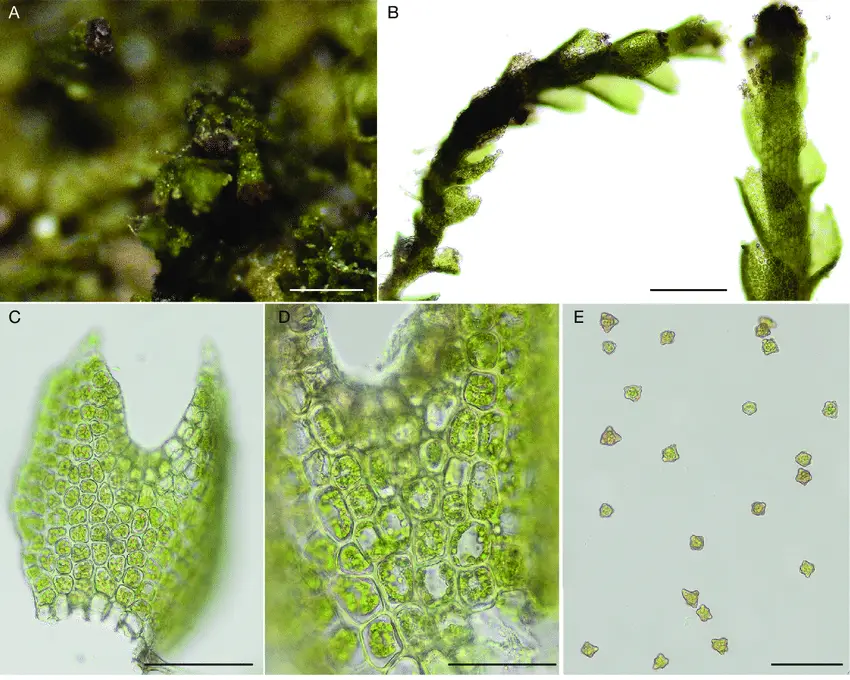 Crossocalyx-hellerianus-Nees-ex-Lindenb-Meyl-A-habitus-B-shoots-C-leaf-D.png