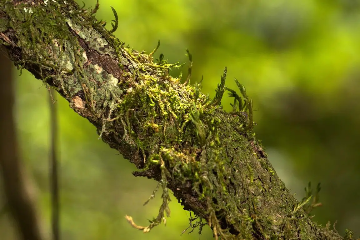 Cryphaea_glomerata.jpg