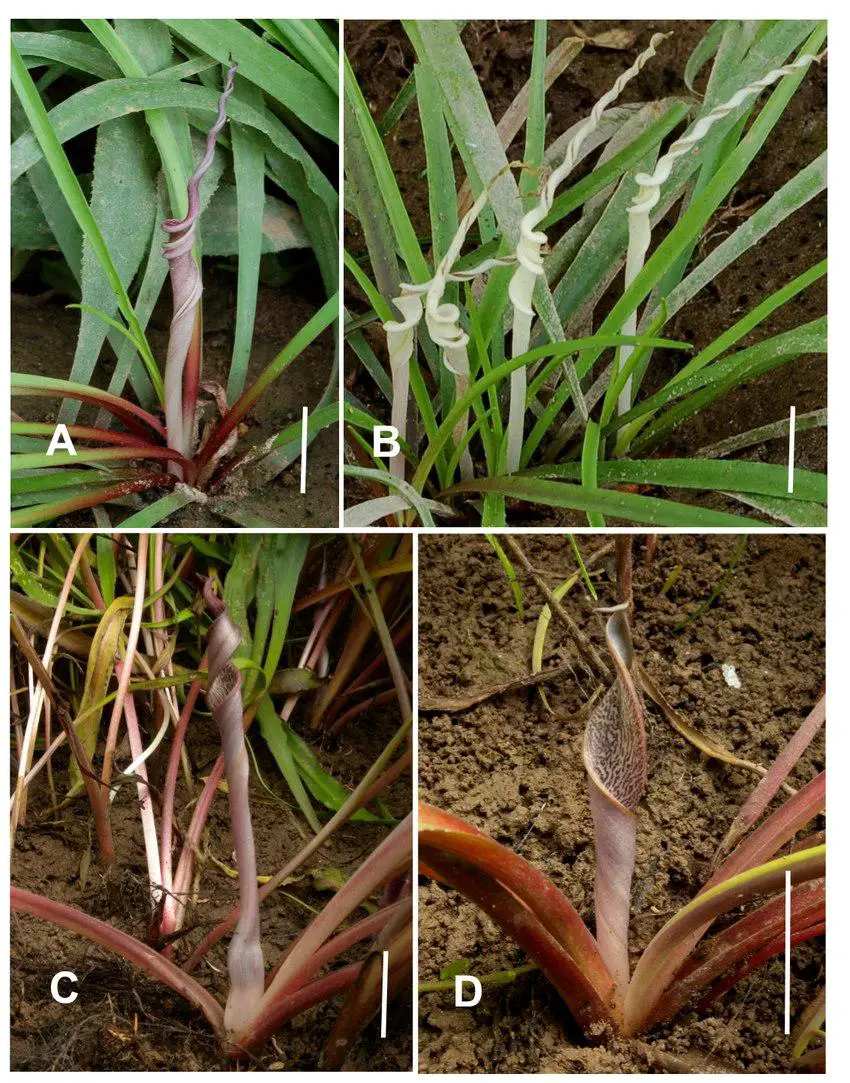 Cryptocoryne-spathes-from-the-Chiang-Khan-region-A-Typical-C-crispatula-var.png