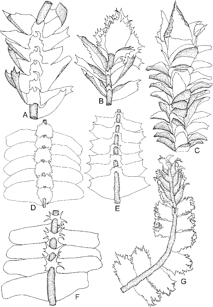 Cryptolophocolea-ciliolata-Nees-LSoederstr-A-Part-of-plant-ventral-view-B-Female.png