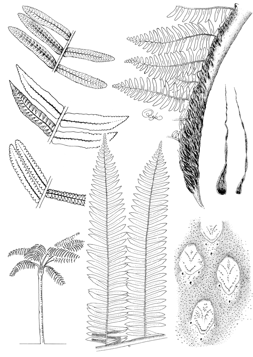 Cyathea-borbonica-Desv-var-latifolia-Hook-Bonap-A-A-pinnules-abaxially-with.png