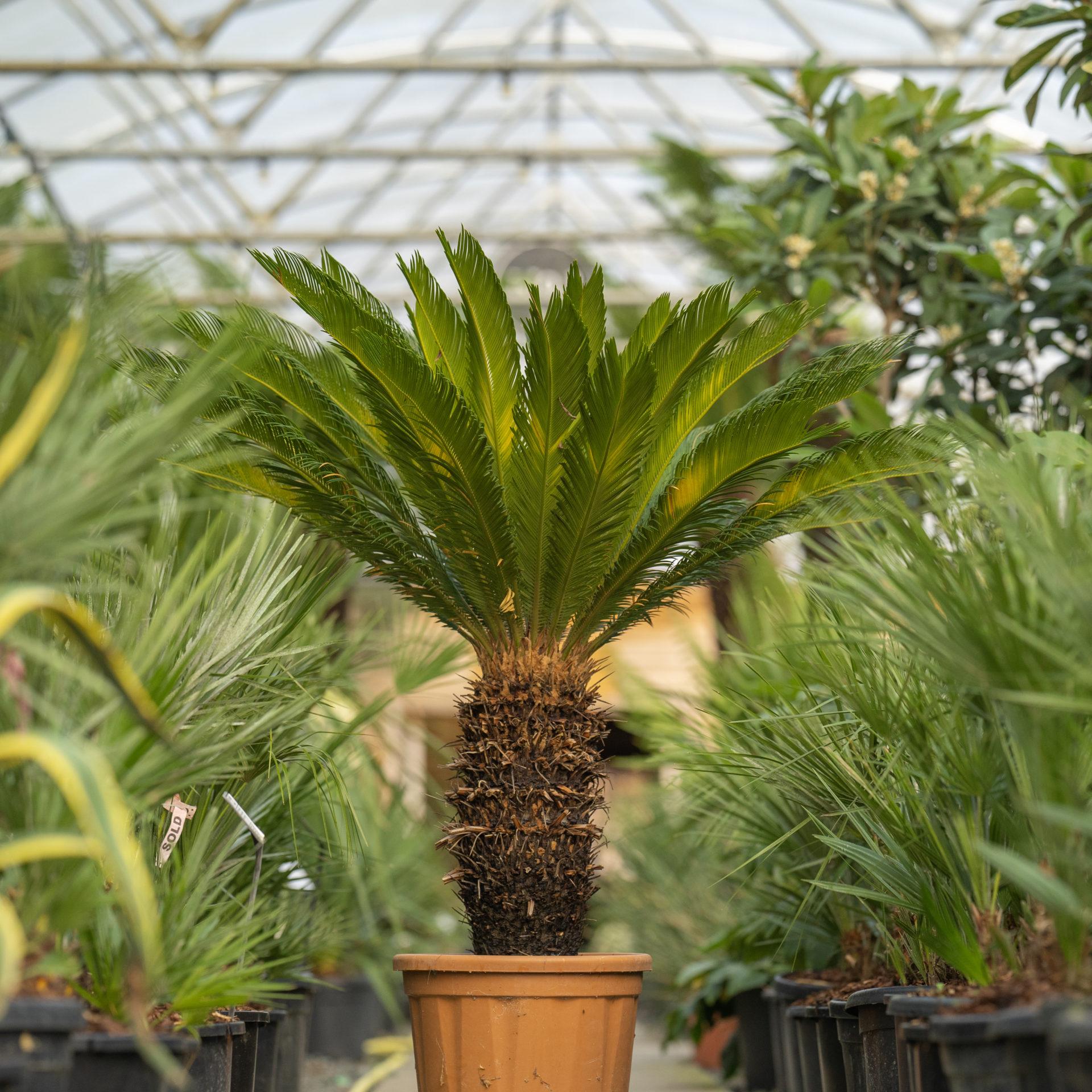 Cycas-revoluta.jpg