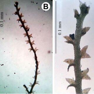 Cylindrocolia-tagawae-N-Kitag-RM-Schust-A-Habit-of-single-plant-B-Magnified_Q320.jpg
