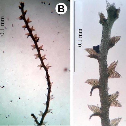 Cylindrocolia-tagawae-N-Kitag-RM-Schust-A-Habit-of-single-plant-B-Magnified_Q640.jpg