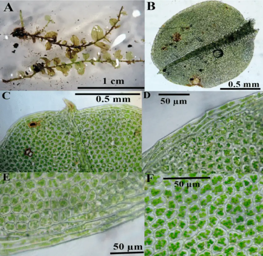 Cyrtomnium-hymenophylloides-A-Habit-B-Leaf-C-Leaf-apex-D-Marginal-cells-near.png