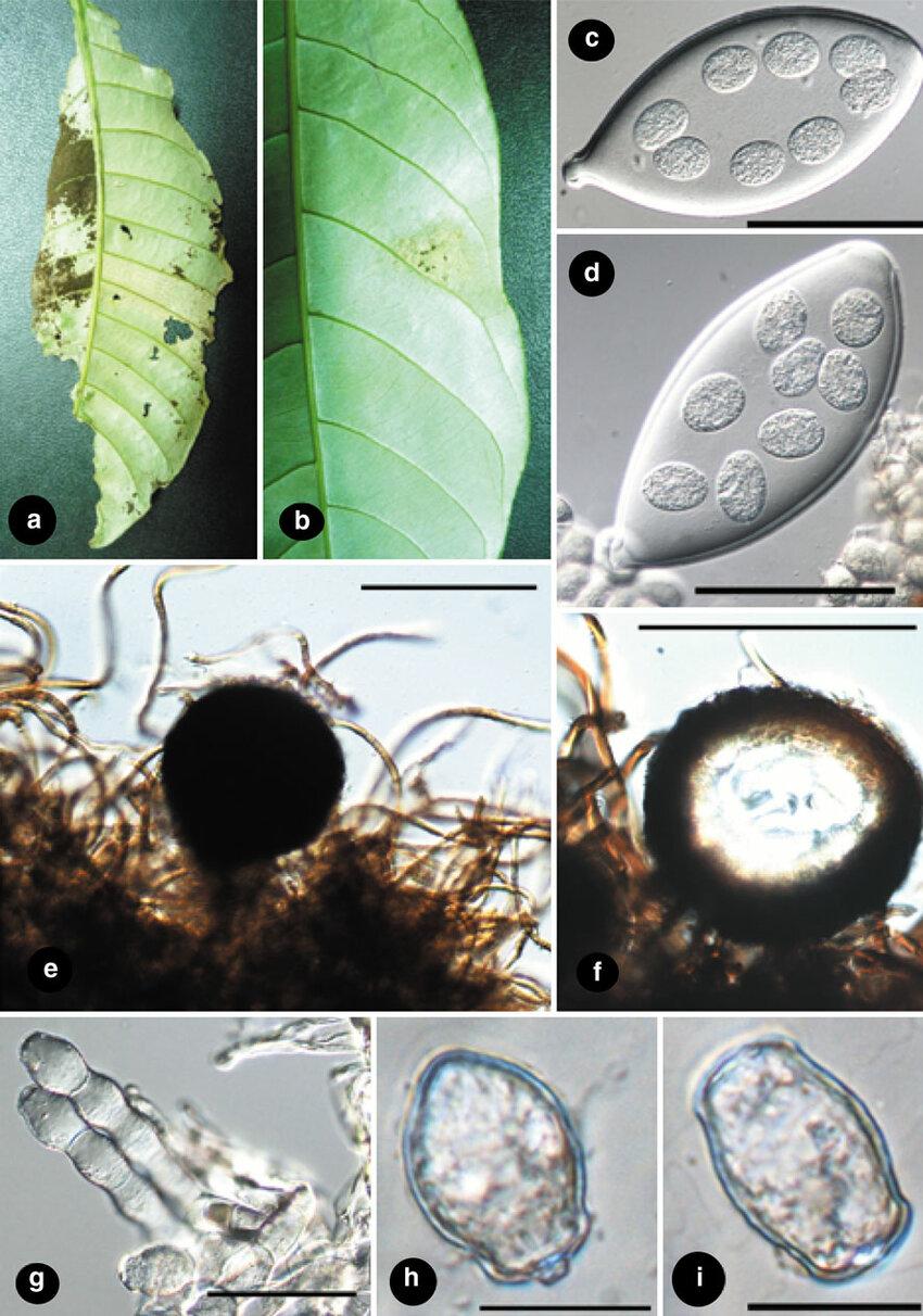 Cystotheca-tjibodensis-on-Castanopsis-argentea-a-b-symptoms-c-d-asci-with-8.png