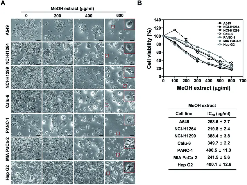 Cytotoxic-effects-of-the-P-ravenelii-MeOH-extract-on-human-lung-adenocarcinoma.png