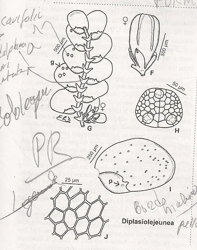 DIPLASIOLEJEUNEA%2BPELLUCIDA.jpg