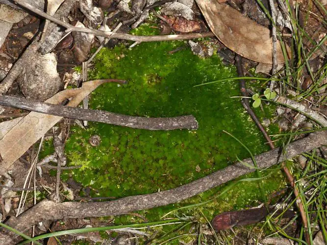 DSC06545E-Clear-Green-Moss-Rosulabryum-billardieri.JPG