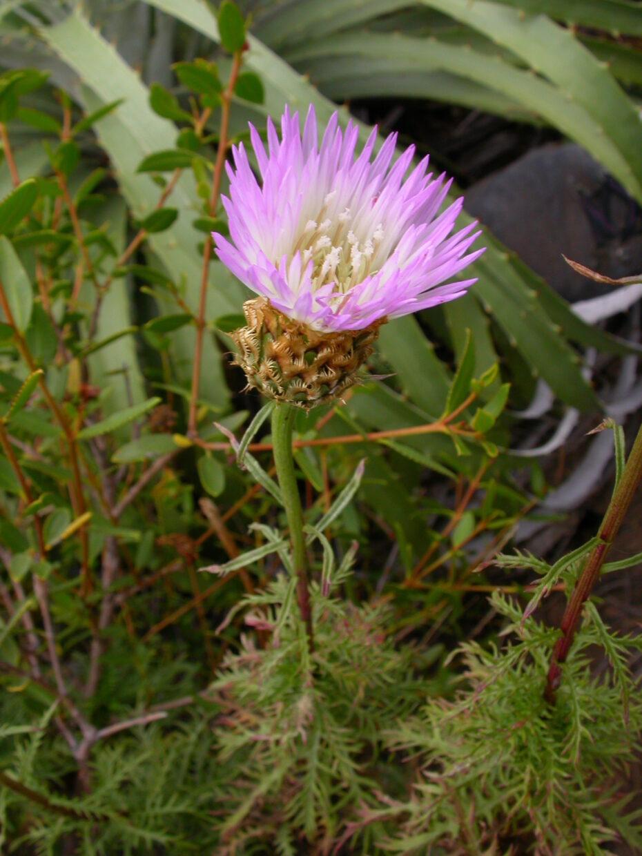 DSCN2531_Centaurea-chilensis_DCI_1538.JPG