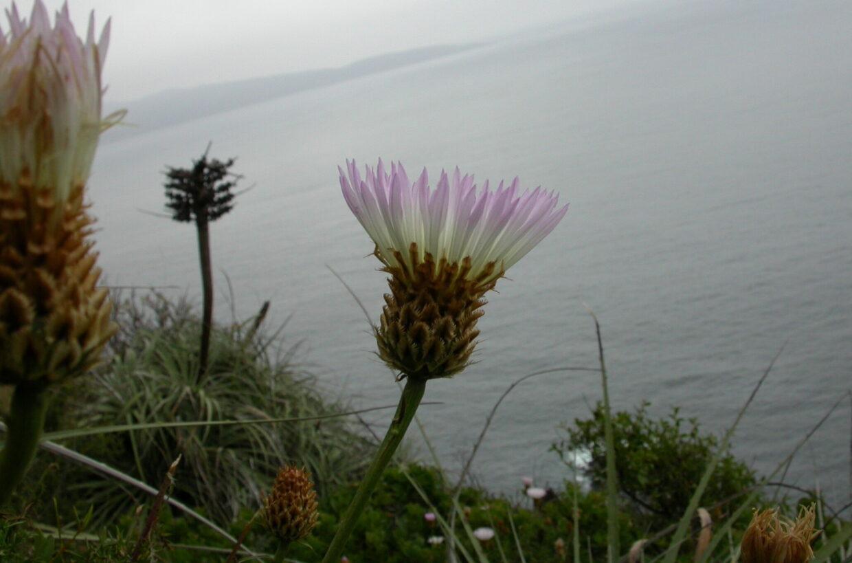 DSCN2532_Centaurea-chilensis_DCI_1538.JPG