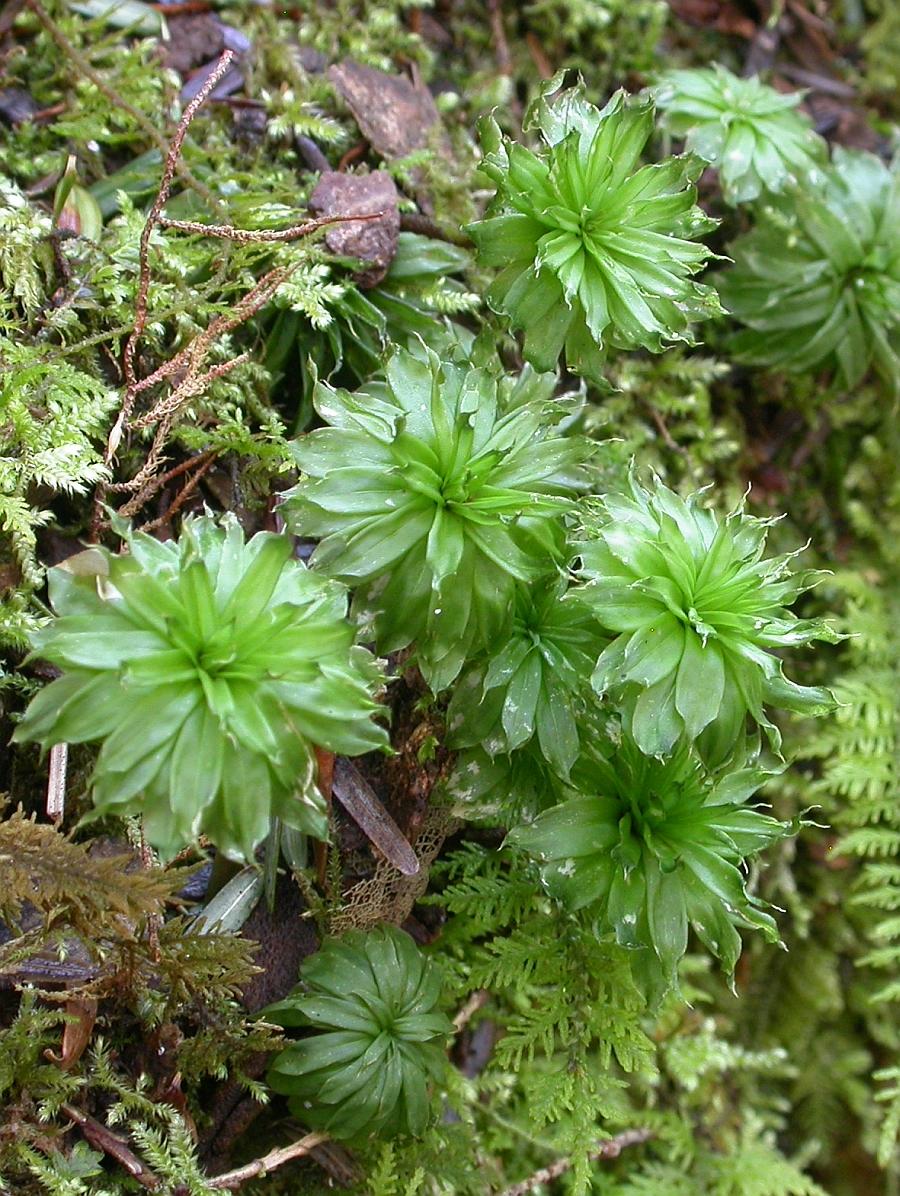 DSCN9829_Rhodobryum_ontariense_1463618526_web.jpg