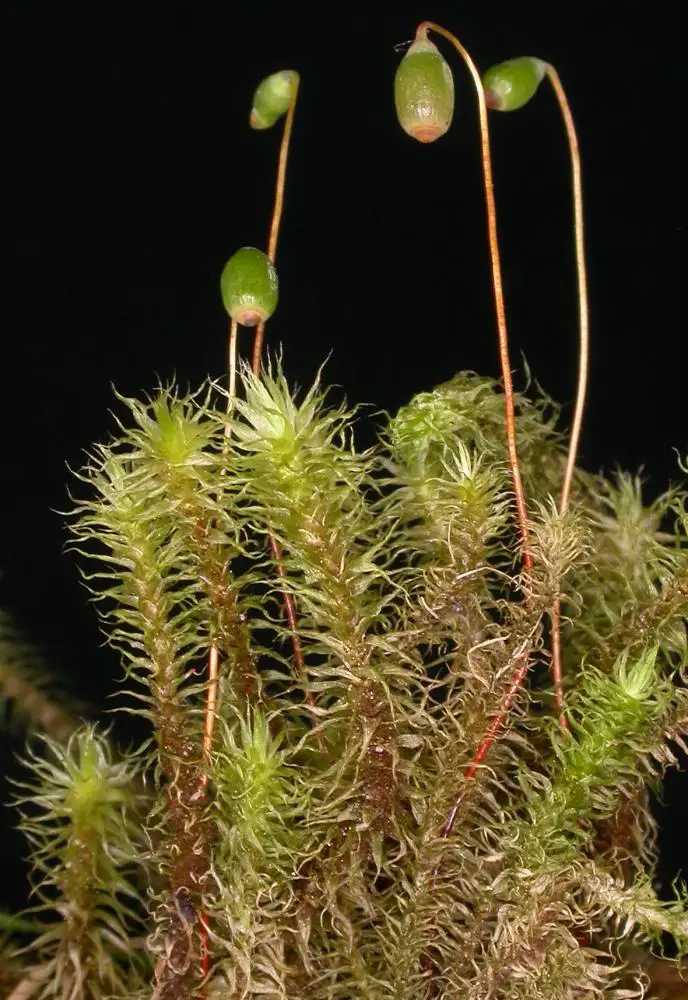 DT_Breutelia_pendula.jpg