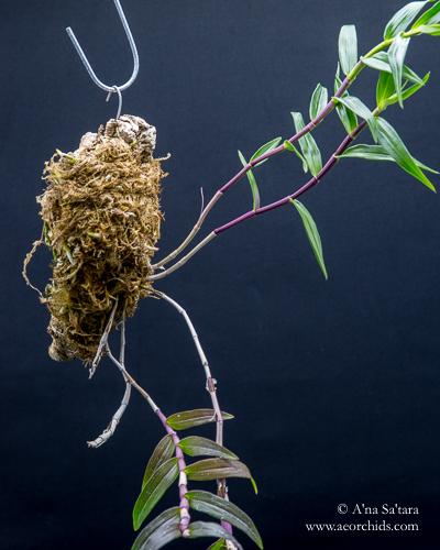 Dendrobium-Eltonese-2-4x5-V.jpg