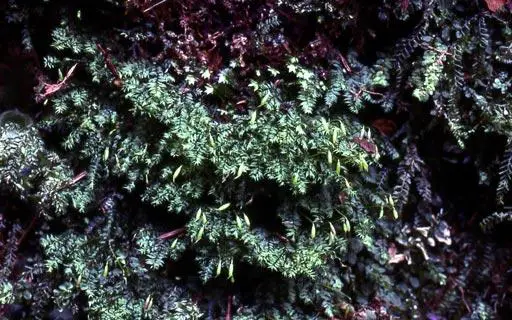 Dendrocyathophorella-paradoxa05L.jpg