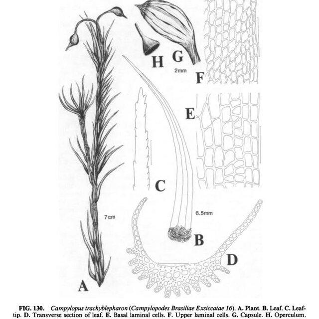 Diagram-of-Campylopus-trachyblepharon-showing-reproductive-structures-from-Frahm-1991_Q640.jpg