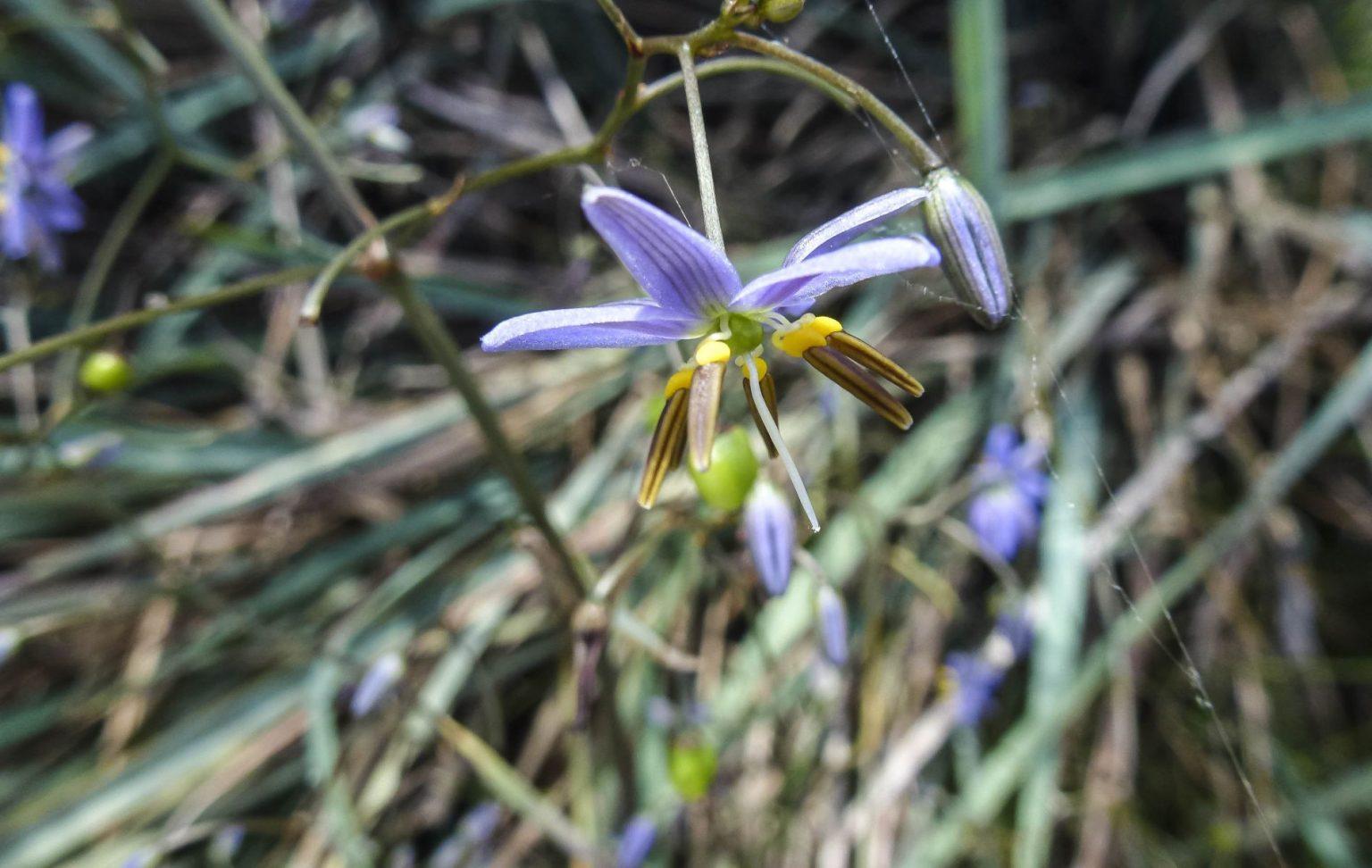 Dianella-revoluta-flower-1536x972.jpg