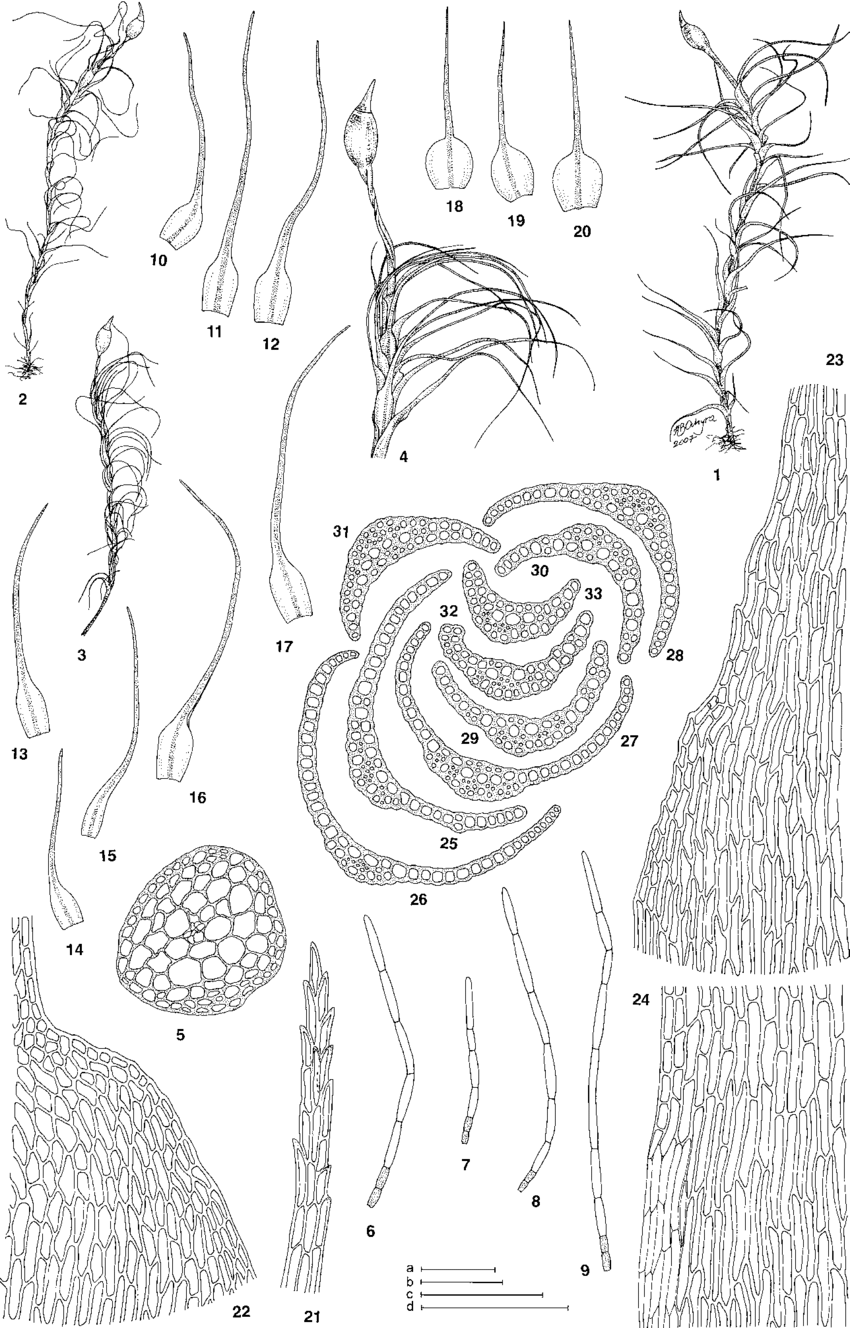 Dicranella-circinata-1-Habit-wet-2-4-Habit-dry-5-Stem-cross-section-6-9.png