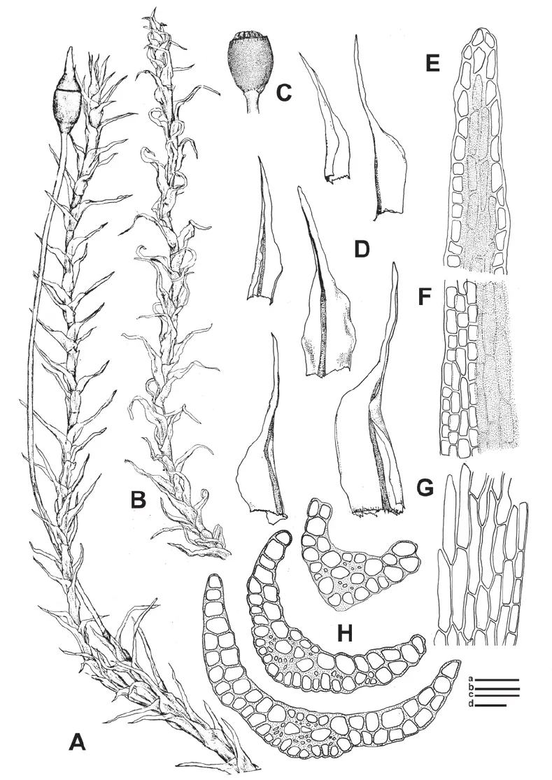 Dicranella-lorentzii-A-Habit-in-wet-B-Habit-in-dry-C-Sporophyte-D-Leaves-E.png