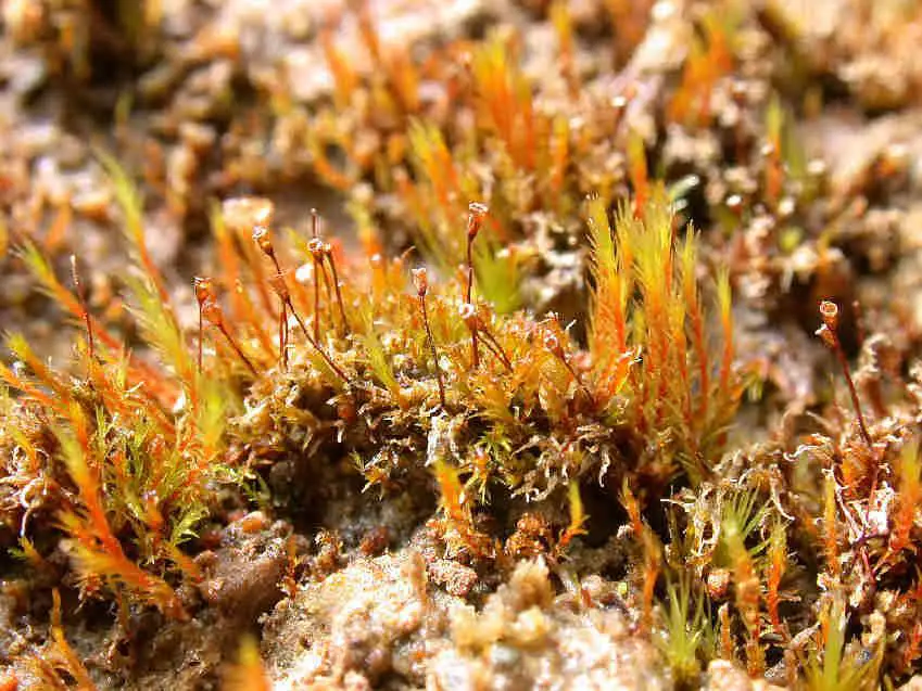 Dicranella_rufescens_005.JPG