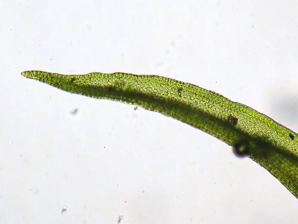 Dicranoweisia-cirrata-leaf-web.jpg
