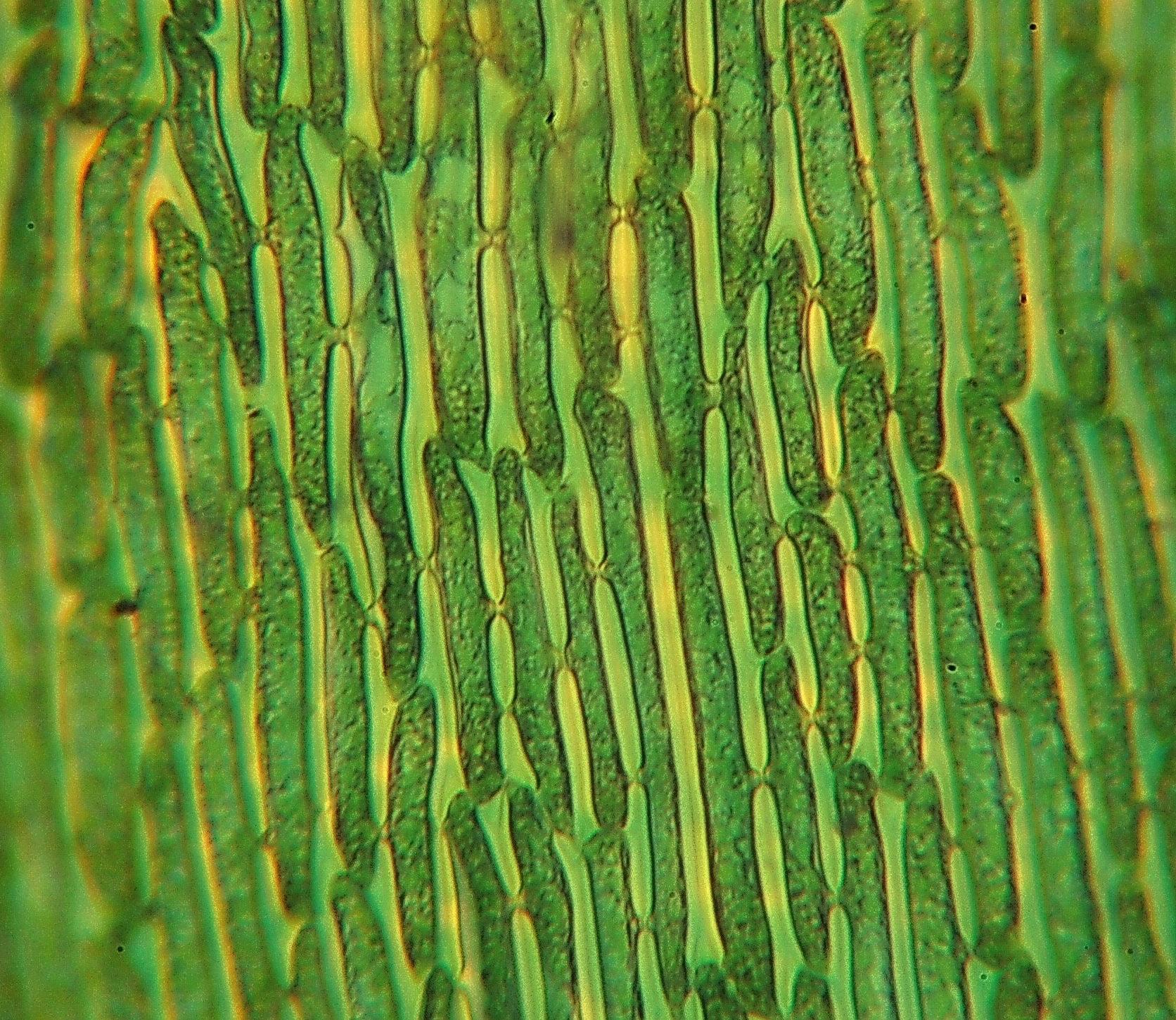 Dicranum-bonjeanii-leaf-cells-1.jpg
