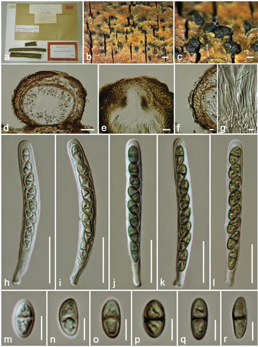 Didymosphaeria-decolorans-holotype-a-Herbarium-packet-and-specimen-b-c-Close-up-of.png