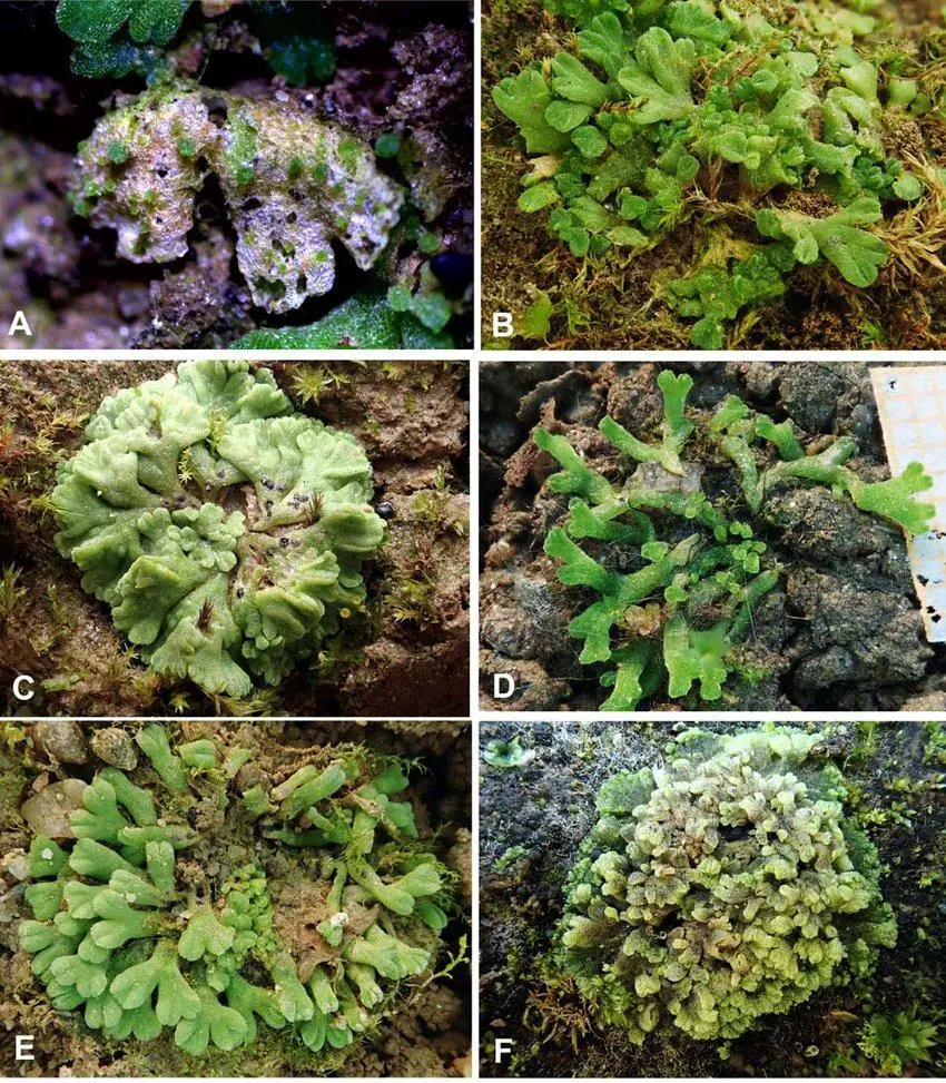 Different-pictures-of-Riccia-rosettes-from-natural-habitats-with-young-sprouts-in-the.jpg